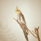 Photographie d'oiseau calopsitte dunkerque coudekerque branche