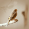 Photographie d'oiseau canari dunkerque coudekerque branche